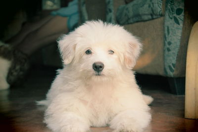 Portrait of puppy sitting at home
