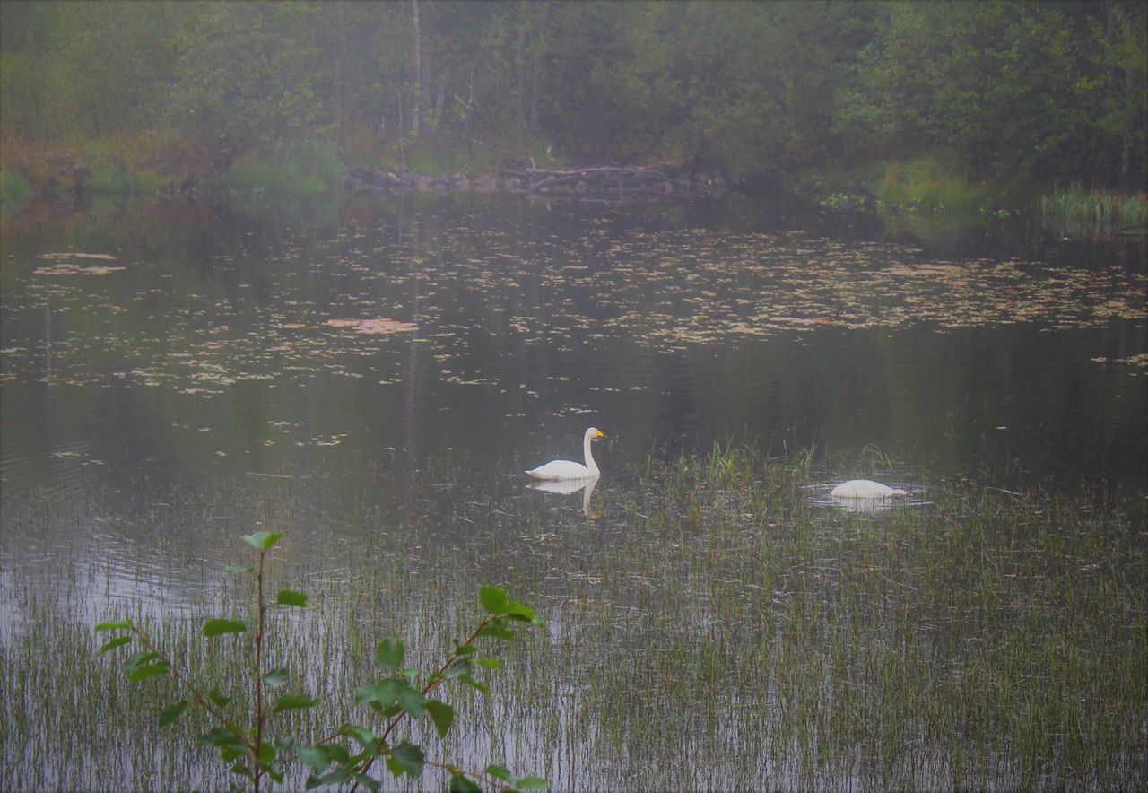 BIRDS SWIMMING IN LAKE WITH PLANTS IN FOREGROUND