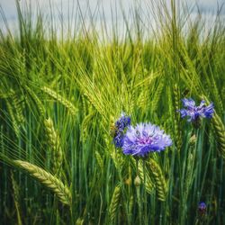 Close-up of purple flowering plant on field