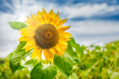 Close-up of sunflower