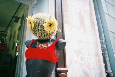 Close-up of red rose on window