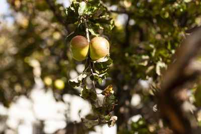 Close-up of fruit growing on tree