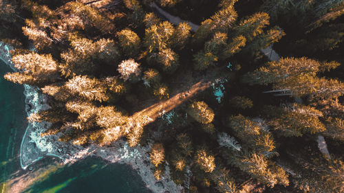 High angle view of plant growing by lake