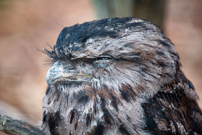 Close-up of a owl looking away