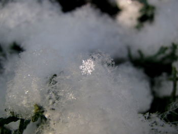 Close-up of snow on plant