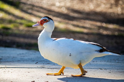 Close-up of bird