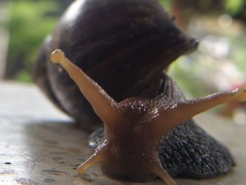 Close-up of snail