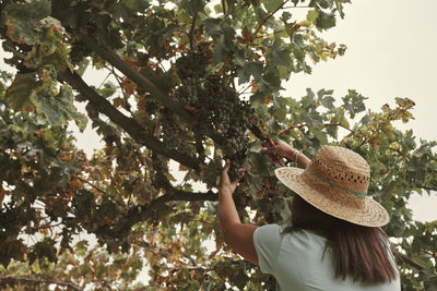 A woman picking bunches of grapes from her home garden