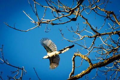 Low angle view of bird flying against clear sky