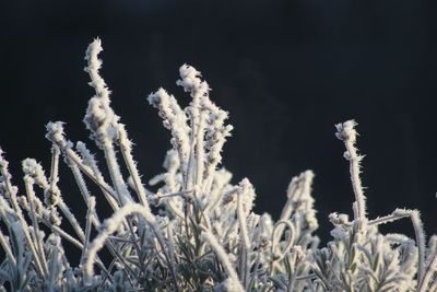 Close-up of plants on snow field