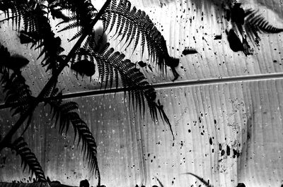 Low angle view of wet leaves on tree