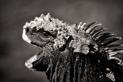 Close-up of an animal