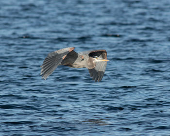 Close-up of seagull flying over water