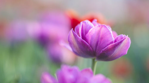 Close-up of pink flower