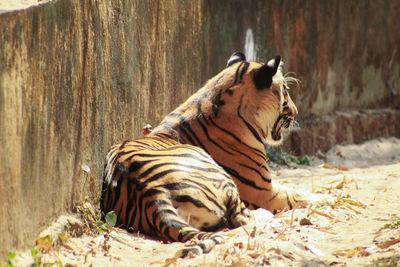 Tiger relaxing in a zoo