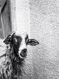 Portrait of horse in a wall