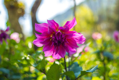 Close-up of purple flowers blooming outdoors