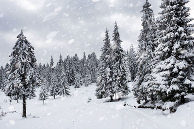 Snow covered pine trees against sky