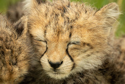 Close-up of cheetah cub with closed eyes