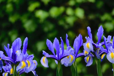 Close-up of purple crocus blooming outdoors