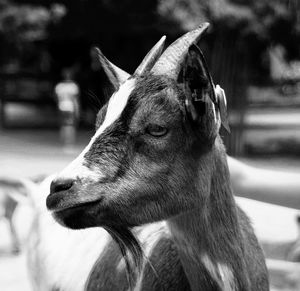 Close-up of a horse