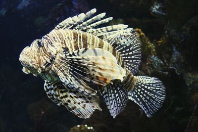 Close-up of fish swimming in sea