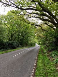 Empty road along trees in forest