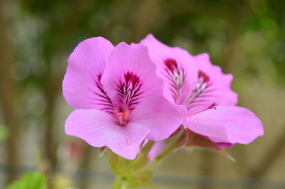 Close-up of pink flowering plant