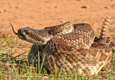 Close-up of lizard on field