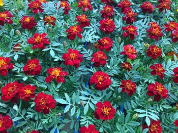 High angle view of red flowering plants