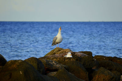 Seagull perching on rock by sea against clear sky