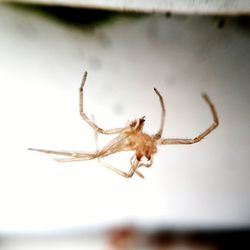 Close-up of spider on web