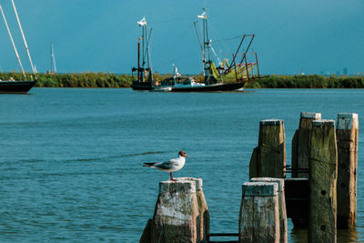 Seagull perching on wooden post in sea