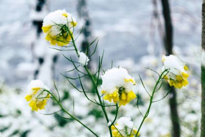 Close-up of yellow flowers