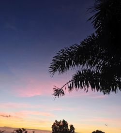 Low angle view of silhouette trees against sky at sunset