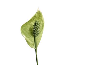 Close-up of leaf against white background