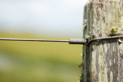 Close-up of barbed wire on wooden fence