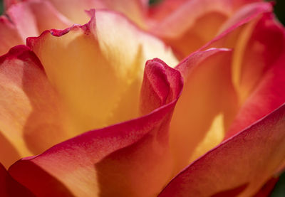 Close-up of red rose