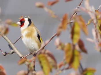 Close-up of bird perching on branch