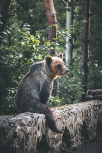 Bear sitting on retaining wall in forest