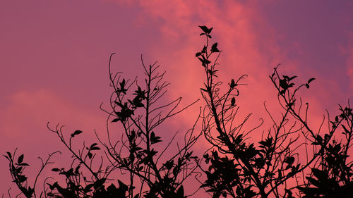Low angle view of silhouette tree against sky during sunset
