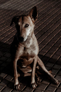 Close-up portrait of dog sitting outdoors