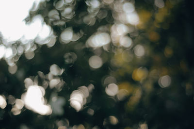 Defocused image of plants against sky