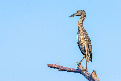 Low angle view of bird perching on tree against sky
