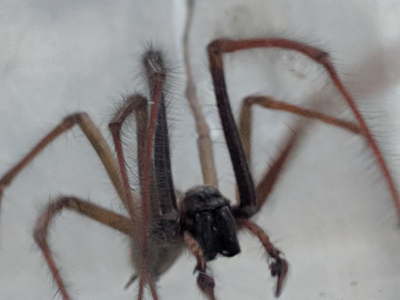 CLOSE-UP OF SPIDER ON THE WALL