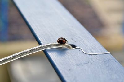 Close-up of ladybug on metal railing