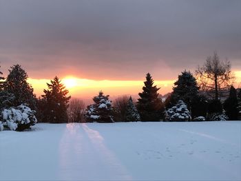 Snow covered plants against sky during sunset