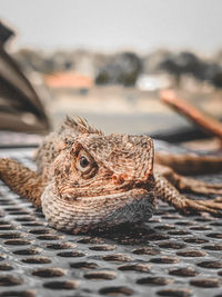 Close-up of a lizard