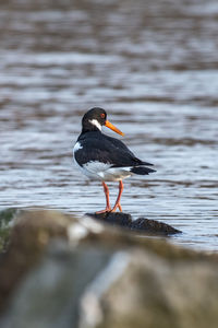 Close-up of bird perching on a lake