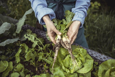 Midsection of farmer holding radish